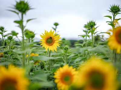 Events in United Kingdom - Cowdray Sunflowers & Maize