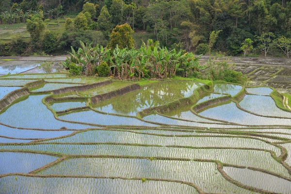 Rice fields on Flores