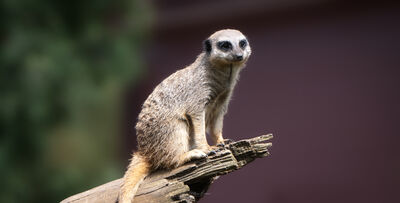 Picture of Marwell Zoo - Marwell Zoo