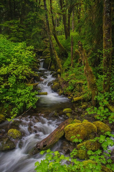 Washington instagram locations - Inner Creek within Quinault Rainforest