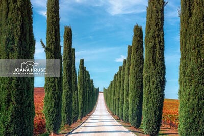 Umbria instagram spots - Colsanto Vineyard