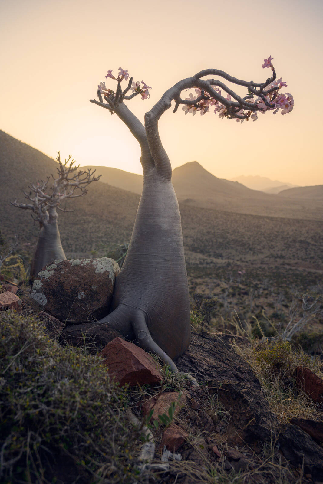 Image of Momi Plateau by Luka Esenko
