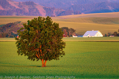 Washington photography spots - Harbert Road Lone Tree