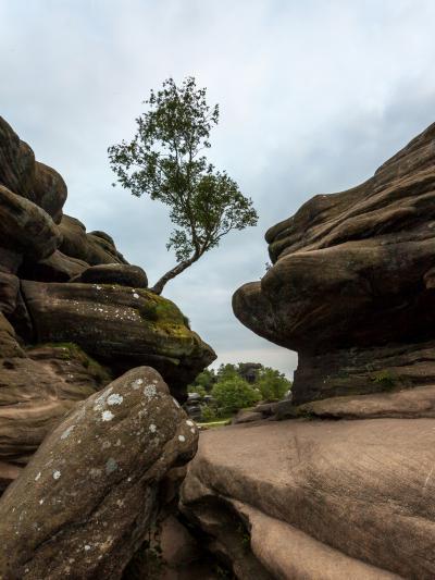 Picture of Brimham Rocks, Nidderdale - Brimham Rocks, Nidderdale