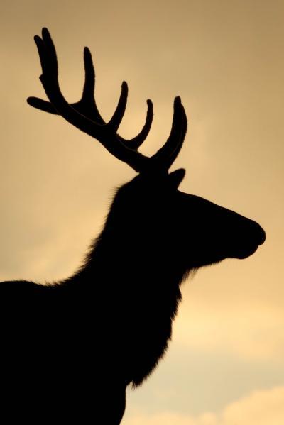 Elk head silhouette