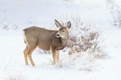 Mule Deer in snow