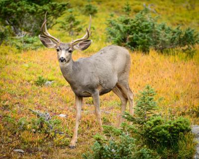 Mule Deer september