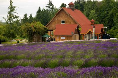 Picture of Sequim Lavender Fields - Sequim Lavender Fields