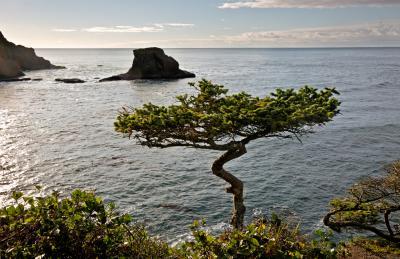 Picture of Cape Flattery Viewpoint - Cape Flattery Viewpoint