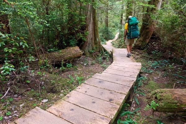 Cape Alava Trail