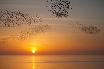 Photo of Starlings - Starlings