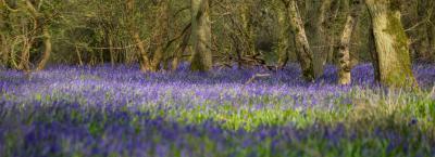 photos of Cambridgeshire - Lady's Wood